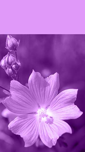 Template für Instagram Story in lila mit Malvenblume