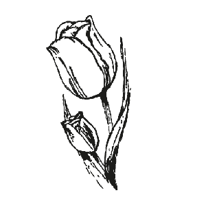 schwarz-weiße Tulpe