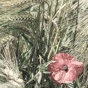 template mit Kornfeld und Mohnblume in rosa