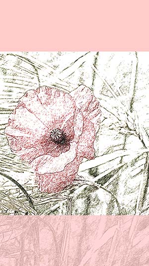 Template fr Instagram Story mit rosa Blume im Kornfeld