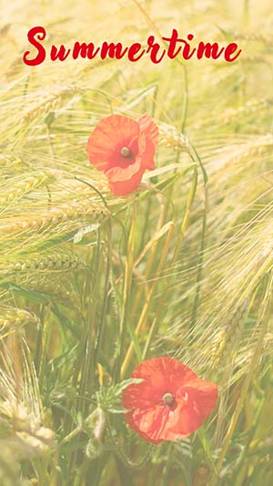 Mohnblumen im Kornfeld mit dem Text Summertime