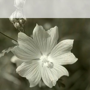 quadratischer Pin mit einer Malven-Blüte