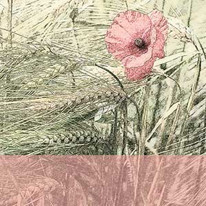 quadratischer Pin mit Kornfeld und Blume 